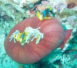 Closed anemone with clownfish, taken at Anemone city Ras ... by Anel Van Veelen 